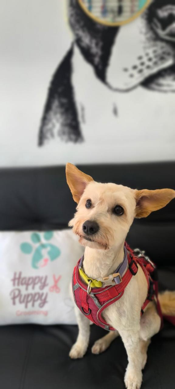 Perro después del grooming profesional - transformación 1