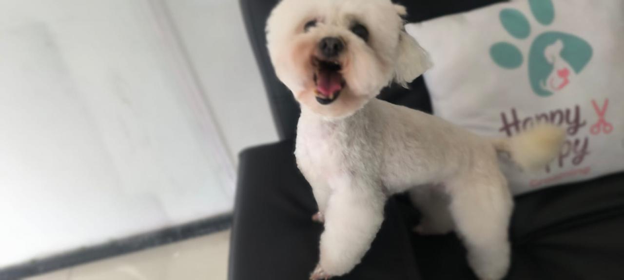 Perro después del grooming profesional - transformación 2