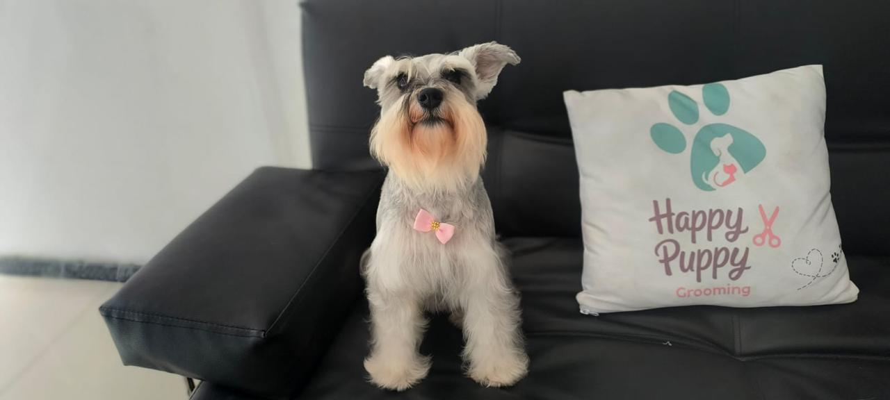 Perro después del grooming profesional - transformación 3