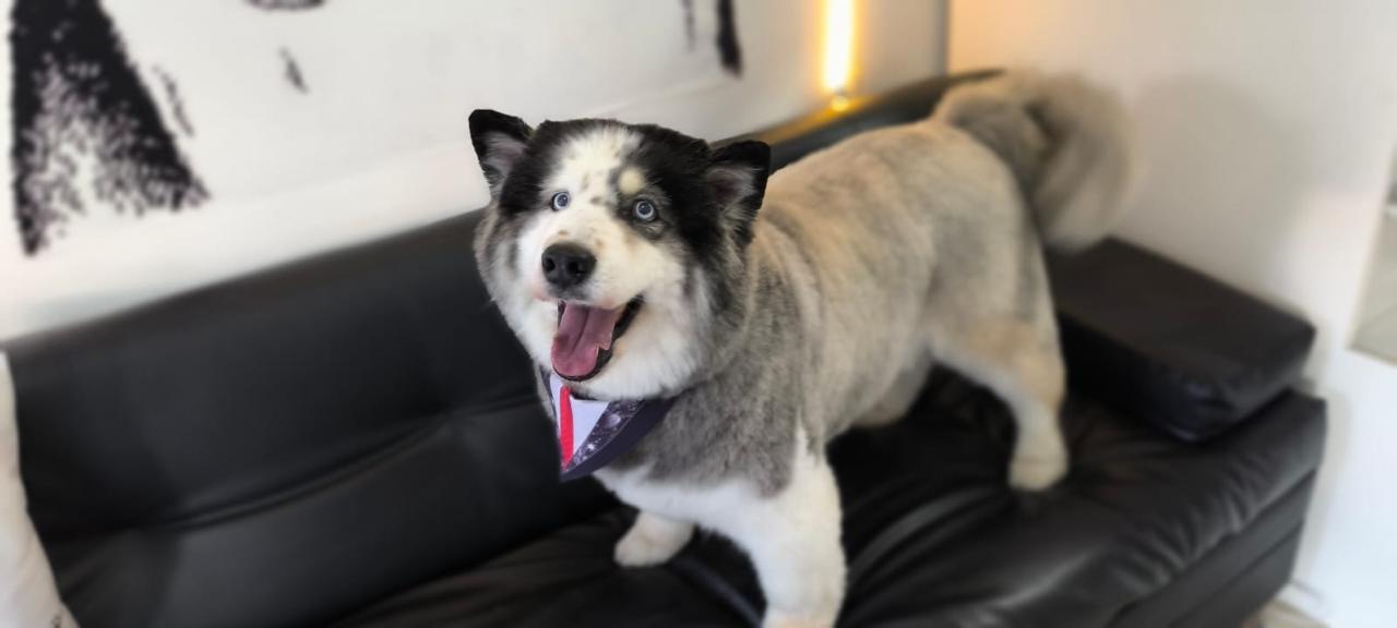 Perro después del grooming profesional - transformación 4