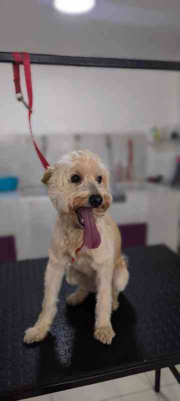 Perro antes del grooming - transformación 1