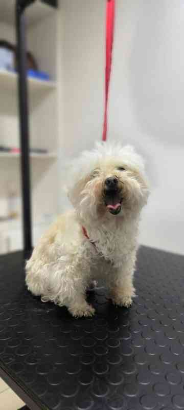 Perro antes del grooming - transformación 2