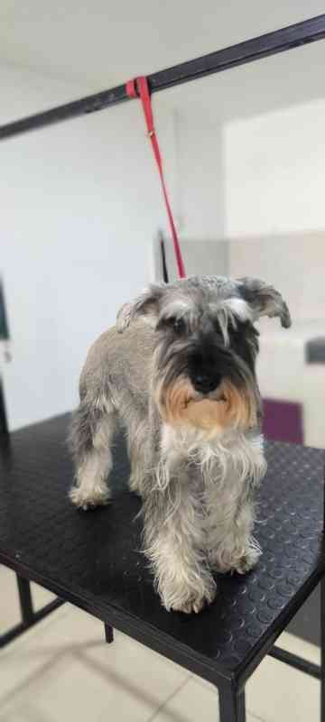 Perro antes del grooming - transformación 3