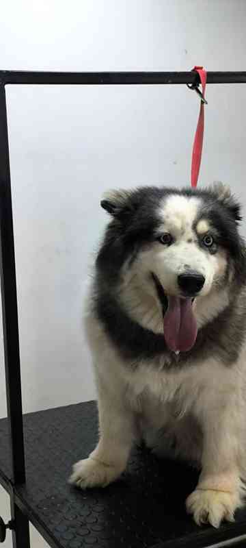 Perro antes del grooming - transformación 4