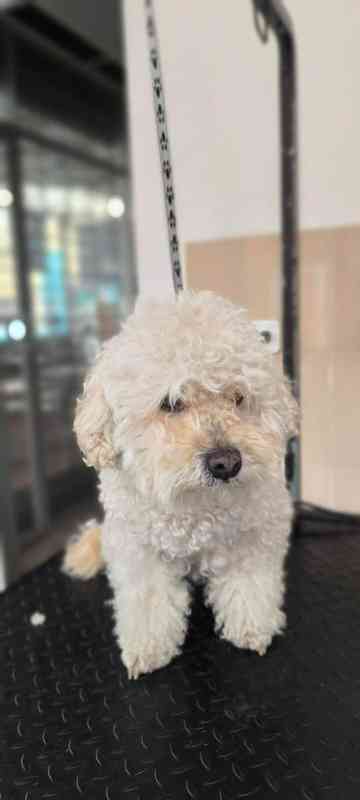 Perro antes del grooming - transformación 5